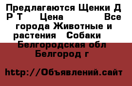 Предлагаются Щенки Д.Р.Т.  › Цена ­ 15 000 - Все города Животные и растения » Собаки   . Белгородская обл.,Белгород г.